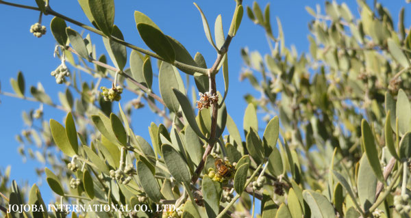 ♔ 原種ホホバ JOJOBA ORIGINAL SPECIES　蜜蜂　於： 原種ホホバの聖地、アリゾナ州ハクアハラヴァレー