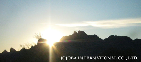 ♔ JOJOBA PHOTOS　於： 原種ホホバの聖地、アリゾナ州ハクアハラヴァレー 