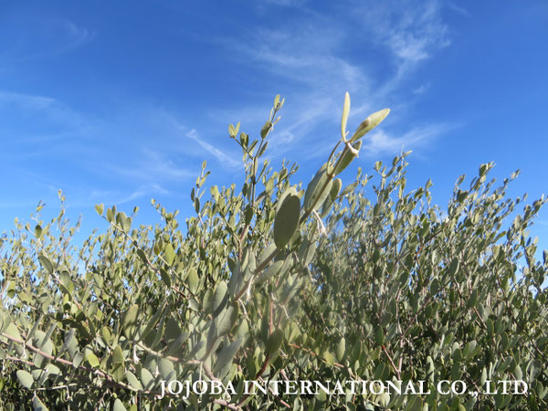 ♔ JOJOBA PHOTOS　於： 原種ホホバの聖地、アリゾナ州ハクアハラヴァレー 