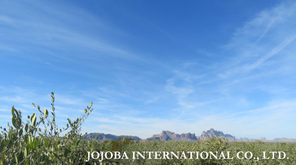 ♔ JOJOBA PHOTOS　於： 原種ホホバの聖地、アリゾナ州ハクアハラヴァレー 
