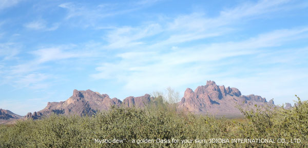 ♔ JOJOBA PHOTOS　於： 原種ホホバの聖地、アリゾナ州ハクアハラヴァレー 