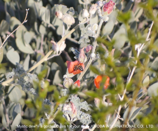 ♔ JOJOBA PHOTOS　於： 原種ホホバの聖地、アリゾナ州ハクアハラヴァレー 