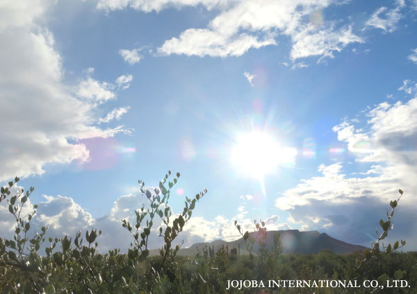♔ JOJOBA PHOTOS　於： 原種ホホバの聖地、アリゾナ州ハクアハラヴァレー 