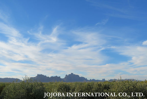 ♔ JOJOBA PHOTOS　於： 原種ホホバの聖地、アリゾナ州ハクアハラヴァレー 
