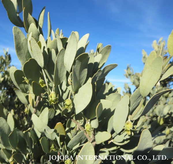 ♔ JOJOBA PHOTOS　於： 原種ホホバの聖地、アリゾナ州ハクアハラヴァレー 