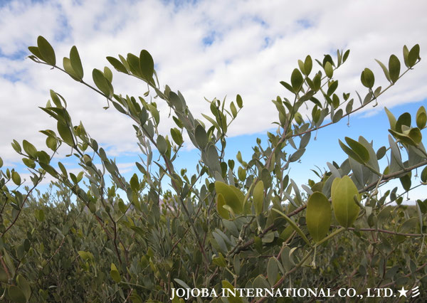 ♔ JOJOBA PHOTOS　於： 原種ホホバの聖地、アリゾナ州ハクアハラヴァレー 