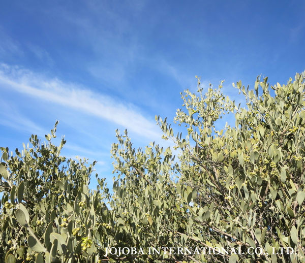 ♔ JOJOBA PHOTOS　於： 原種ホホバの聖地、アリゾナ州ハクアハラヴァレー 