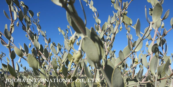 ♔ JOJOBA PHOTOS　於： 原種ホホバの聖地、アリゾナ州ハクアハラヴァレー 