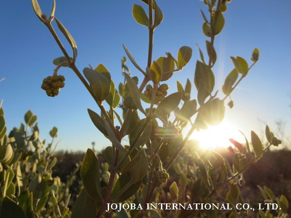 ♔ JOJOBA PHOTOS　於： 原種ホホバの聖地、アリゾナ州ハクアハラヴァレー 