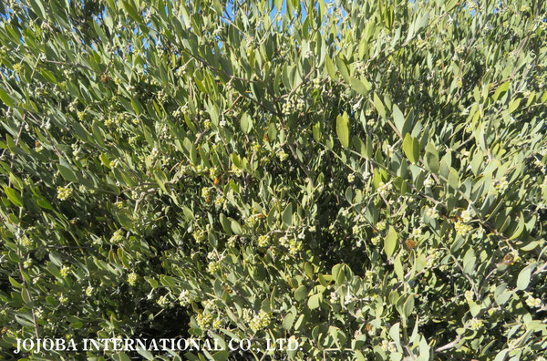 ♔ 原種ホホバ JOJOBA ORIGINAL SPECIES　蜜蜂　於： 原種ホホバの聖地、アリゾナ州ハクアハラヴァレー