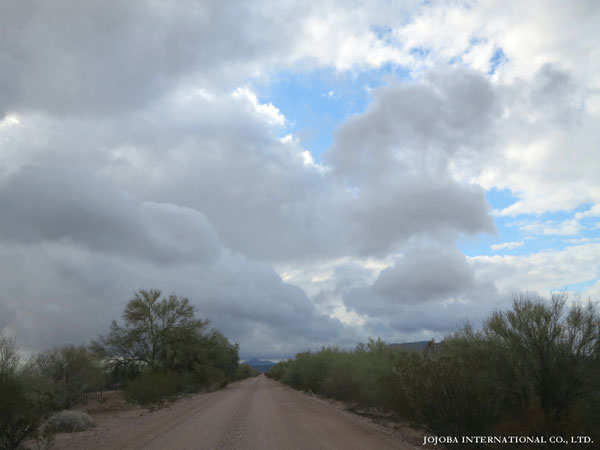 ♔ JOJOBA PHOTOS　於： 原種ホホバの聖地、アリゾナ州ハクアハラヴァレー 