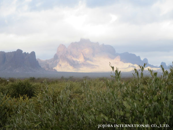 ♔ JOJOBA PHOTOS　於： 原種ホホバの聖地、アリゾナ州ハクアハラヴァレー 