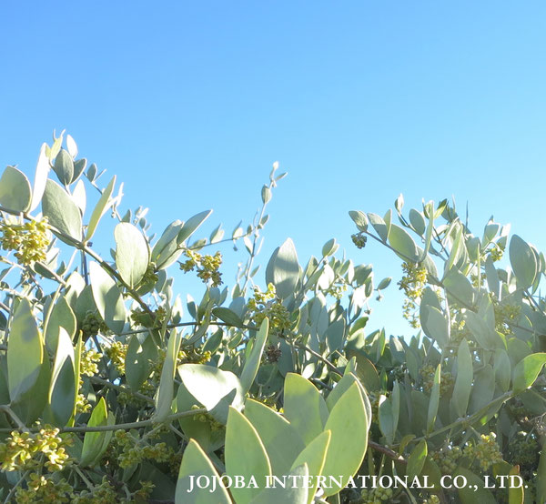 ♔ JOJOBA PHOTOS　於： 原種ホホバの聖地、アリゾナ州ハクアハラヴァレー 