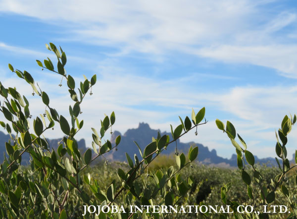 ♔ JOJOBA PHOTOS　於： 原種ホホバの聖地、アリゾナ州ハクアハラヴァレー 