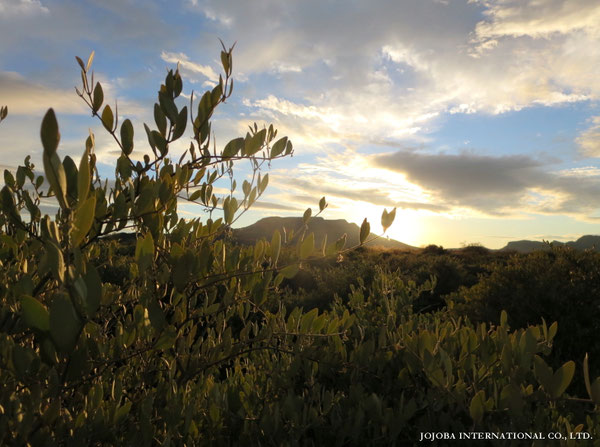♔ JOJOBA PHOTOS　於： 原種ホホバの聖地、アリゾナ州ハクアハラヴァレー 