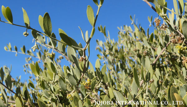 ♔ 原種ホホバ JOJOBA ORIGINAL SPECIES　蜜蜂　於： 原種ホホバの聖地、アリゾナ州ハクアハラヴァレー