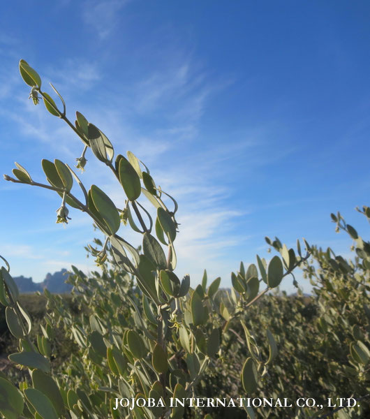 ♔ JOJOBA PHOTOS　於： 原種ホホバの聖地、アリゾナ州ハクアハラヴァレー 