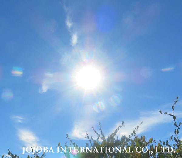 ♔ JOJOBA PHOTOS　於： 原種ホホバの聖地、アリゾナ州ハクアハラヴァレー 