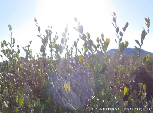 ♔ JOJOBA PHOTOS　於： 原種ホホバの聖地、アリゾナ州ハクアハラヴァレー 