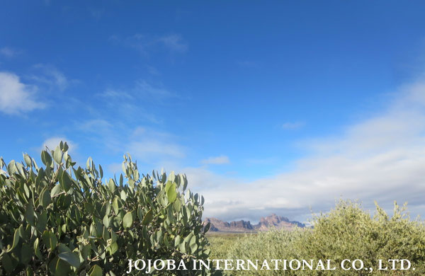 ♔ JOJOBA PHOTOS　於： 原種ホホバの聖地、アリゾナ州ハクアハラヴァレー 
