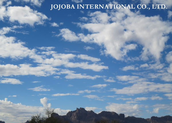 ♔ JOJOBA PHOTOS　於： 原種ホホバの聖地、アリゾナ州ハクアハラヴァレー 