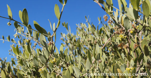 ♔ 原種ホホバ JOJOBA ORIGINAL SPECIES　蜜蜂　於： 原種ホホバの聖地、アリゾナ州ハクアハラヴァレー