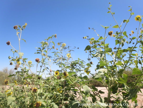 ♔ JOJOBA PHOTOS　於： 原種ホホバの聖地、アリゾナ州ハクアハラヴァレー 