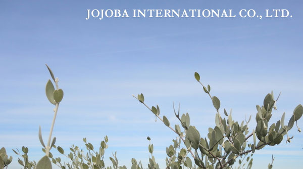 ♔ JOJOBA PHOTOS　於： 原種ホホバの聖地、アリゾナ州ハクアハラヴァレー 