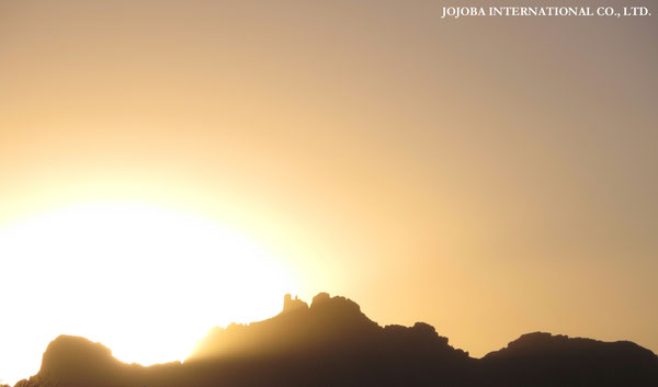♔ JOJOBA PHOTOS　於： 原種ホホバの聖地、アリゾナ州ハクアハラヴァレー 