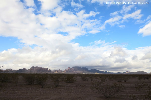 ♔ JOJOBA PHOTOS　於： 原種ホホバの聖地、アリゾナ州ハクアハラヴァレー 