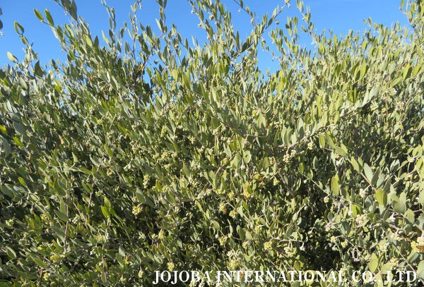 ♔ 原種ホホバ JOJOBA ORIGINAL SPECIES　蜜蜂　於： 原種ホホバの聖地、アリゾナ州ハクアハラヴァレー