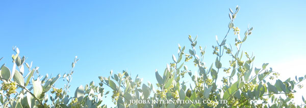 ♔ JOJOBA PHOTOS　於： 原種ホホバの聖地、アリゾナ州ハクアハラヴァレー 