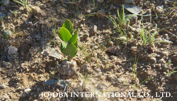 ♔ JOJOBA PHOTOS　於： 原種ホホバの聖地、アリゾナ州ハクアハラヴァレー 