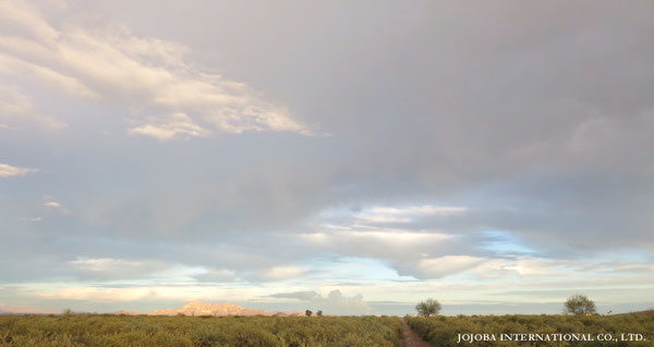 ♔ JOJOBA PHOTOS　於： 原種ホホバの聖地、アリゾナ州ハクアハラヴァレー 