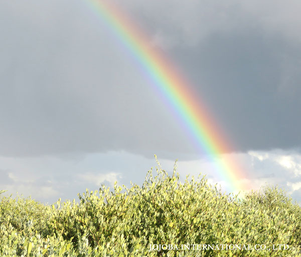 ♔ 原種ホホバ JOJOBA ORIGINAL SPECIES　虹　於： 原種ホホバの聖地、アリゾナ州ハクアハラヴァレー