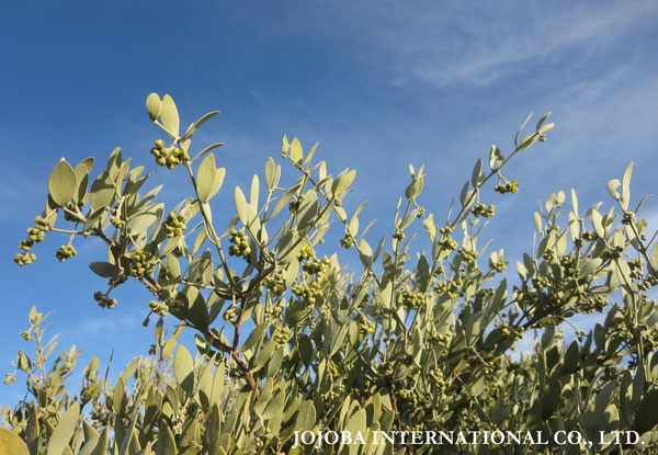 ♔ JOJOBA PHOTOS　於： 原種ホホバの聖地、アリゾナ州ハクアハラヴァレー 