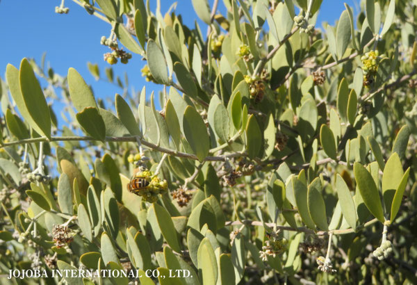 ♔ 原種ホホバ JOJOBA ORIGINAL SPECIES　蜜蜂　於： 原種ホホバの聖地、アリゾナ州ハクアハラヴァレー