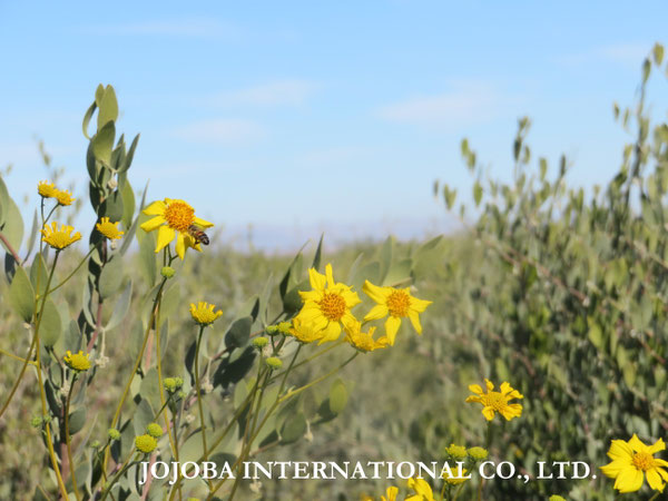 ♔ JOJOBA PHOTOS　於： 原種ホホバの聖地、アリゾナ州ハクアハラヴァレー 
