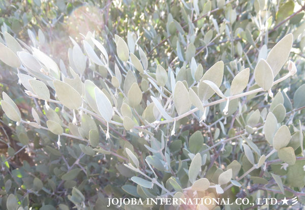♔ JOJOBA PHOTOS　於： 原種ホホバの聖地、アリゾナ州ハクアハラヴァレー 