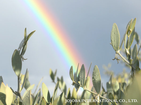 ♔ JOJOBA PHOTOS　於： 原種ホホバの聖地、アリゾナ州ハクアハラヴァレー 