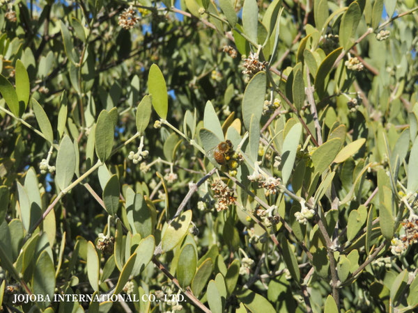 ♔ 原種ホホバ JOJOBA ORIGINAL SPECIES　蜜蜂　於： 原種ホホバの聖地、アリゾナ州ハクアハラヴァレー