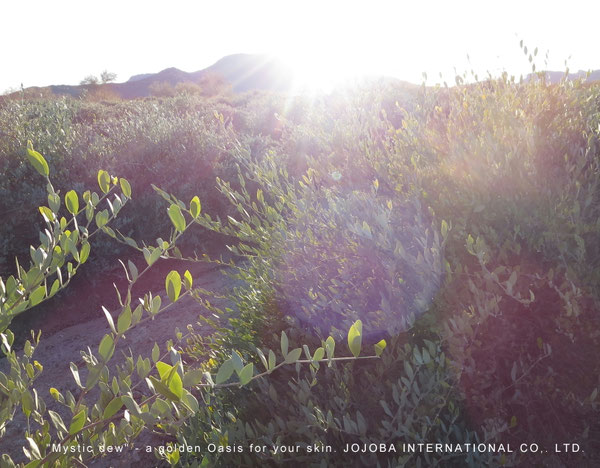 ♔ JOJOBA PHOTOS　於： 原種ホホバの聖地、アリゾナ州ハクアハラヴァレー 
