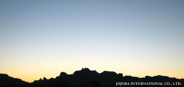 ♔ JOJOBA PHOTOS　於： 原種ホホバの聖地、アリゾナ州ハクアハラヴァレー 