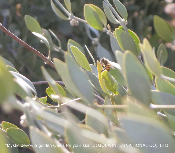 ♔ JOJOBA PHOTOS　於： 原種ホホバの聖地、アリゾナ州ハクアハラヴァレー 