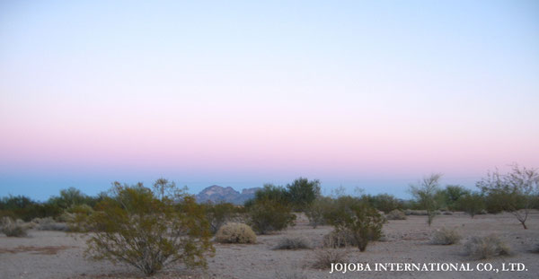 ♔ JOJOBA PHOTOS　於： 原種ホホバの聖地、アリゾナ州ハクアハラヴァレー 
