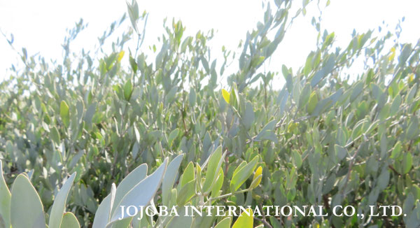 ♔ JOJOBA PHOTOS　於： 原種ホホバの聖地、アリゾナ州ハクアハラヴァレー 