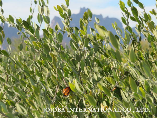 ♔ JOJOBA PHOTOS　於： 原種ホホバの聖地、アリゾナ州ハクアハラヴァレー 