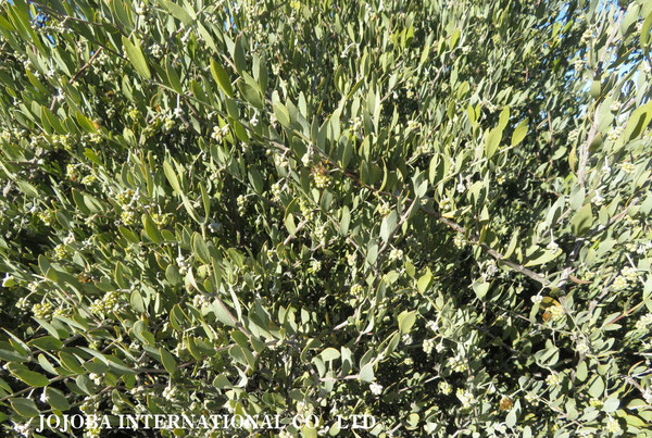 ♔ 原種ホホバ JOJOBA ORIGINAL SPECIES　蜜蜂　於： 原種ホホバの聖地、アリゾナ州ハクアハラヴァレー