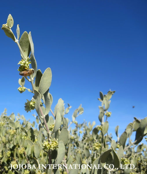 ♔ JOJOBA PHOTOS　於： 原種ホホバの聖地、アリゾナ州ハクアハラヴァレー 