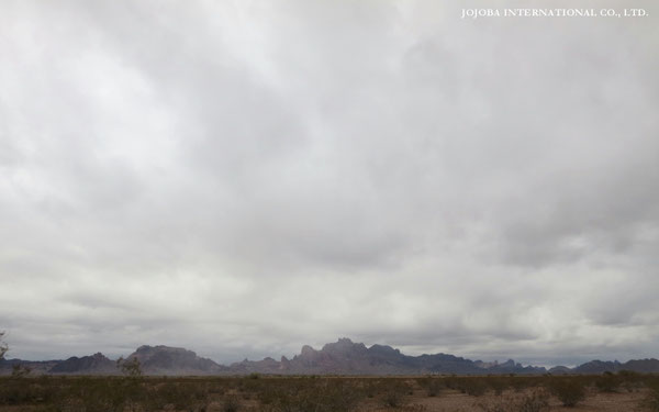 ♔ JOJOBA PHOTOS　於： 原種ホホバの聖地、アリゾナ州ハクアハラヴァレー 